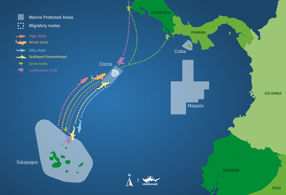 Galápagos–Cocos Swimway: Safe Passage for Migratory Sharks and Rays