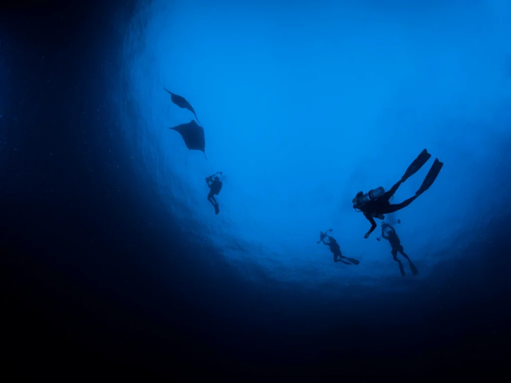 A majestic manta ray gliding through clear blue water near a group of scuba divers in a tropical diving destination.