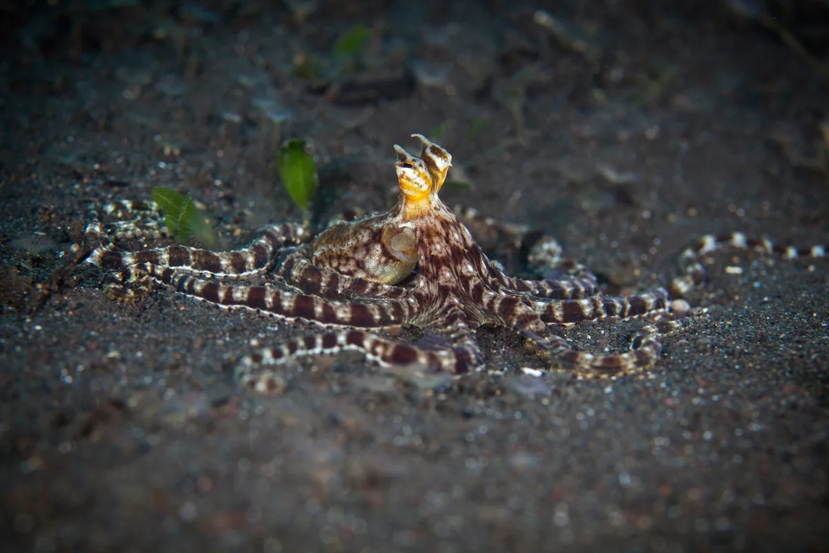 Indonesia