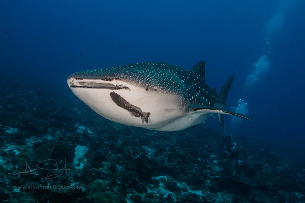 Maldives