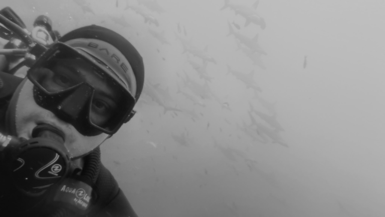 Schooling hammerhead sharks behind a scuba diver at Darwin Island, Galapagos