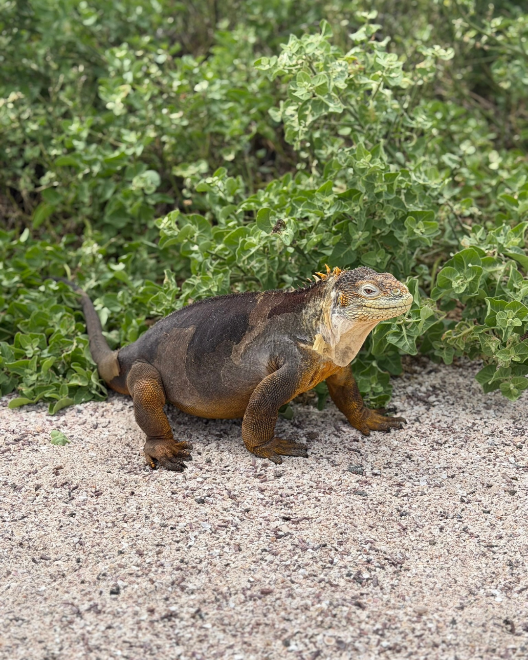 Galapagos land iguana on a sandy trail