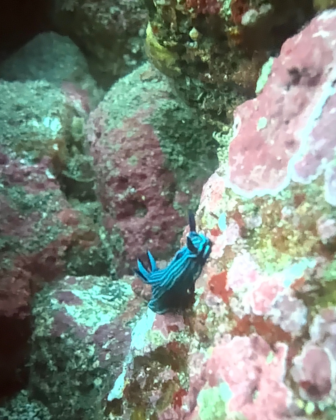 Blue Tambja nudibranch on a Galapagos reef