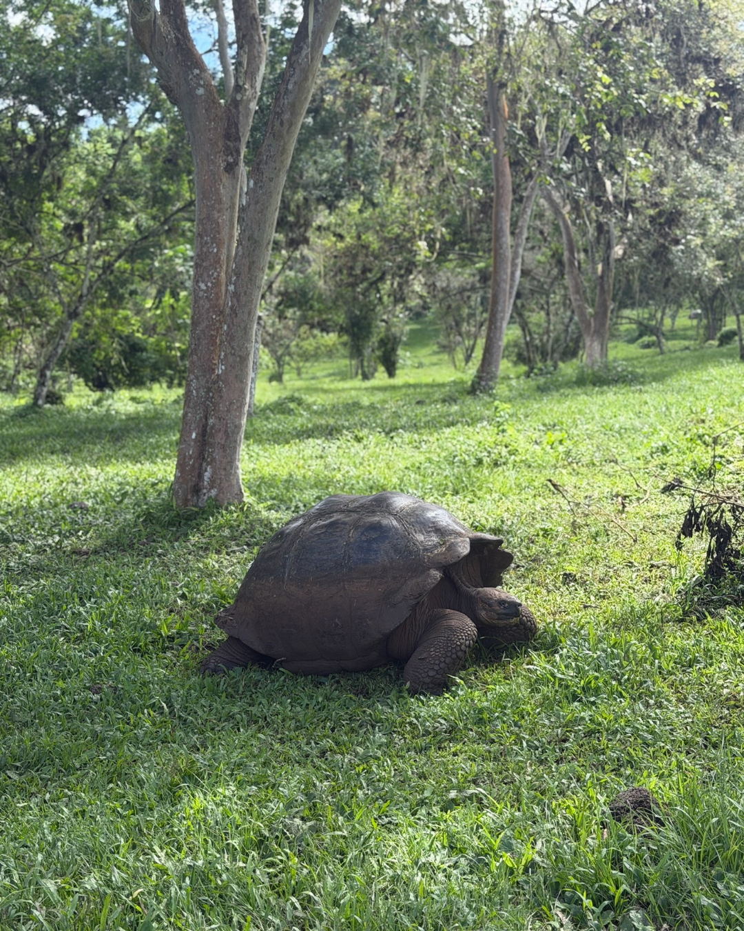 Giant tortoise in the highlands of San Cristobal, Galapagos