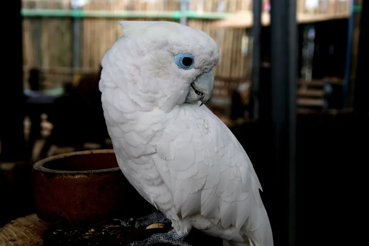 Birdwatching on Guadalcanal