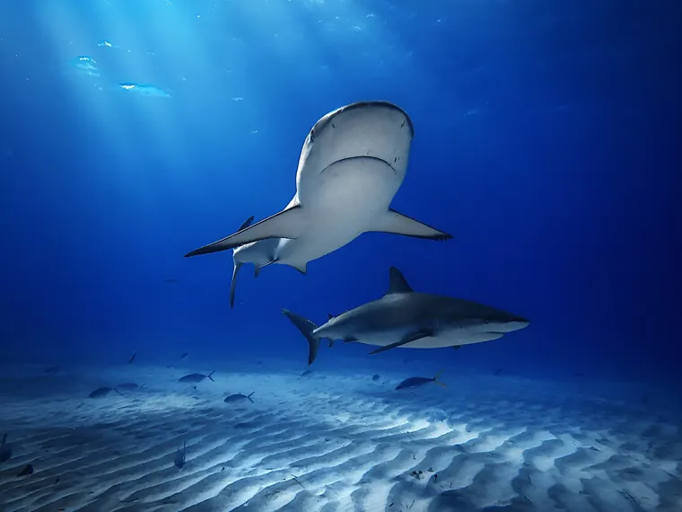 Pelagic Divers Fuvahmulah