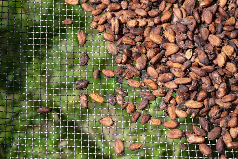 Solomon Islands Chocolate Experience