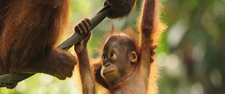 Tanjung Puting Orangutan Discovery