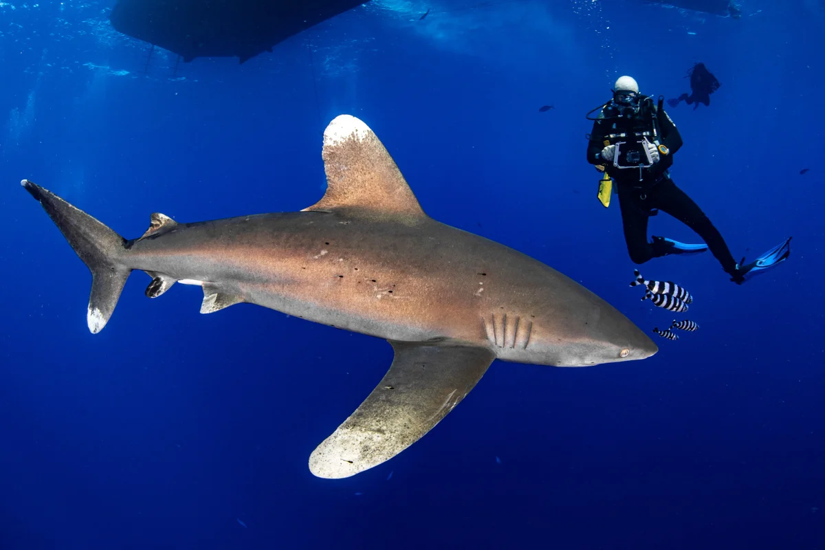 Egypt - Red Sea