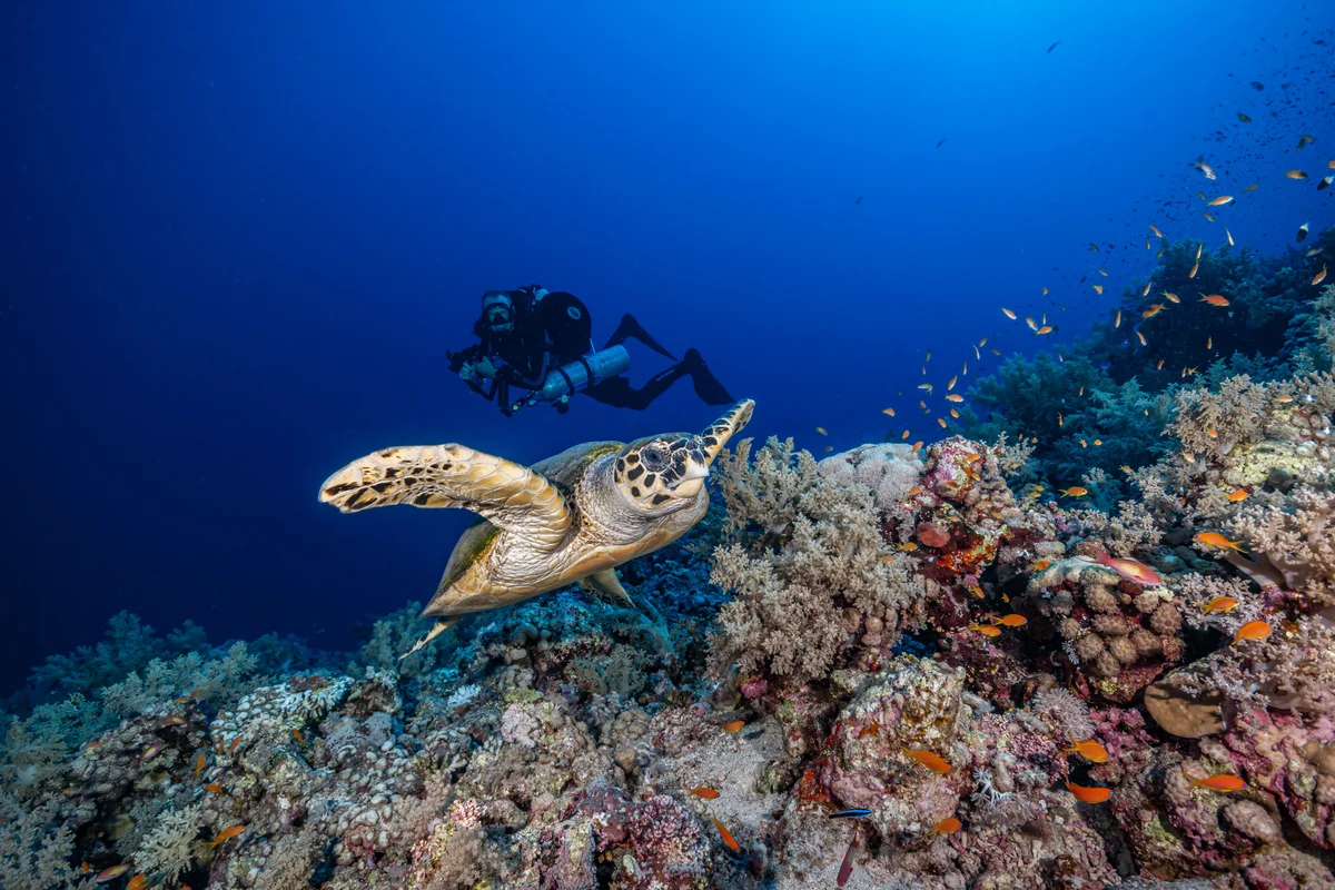Egypt - Red Sea