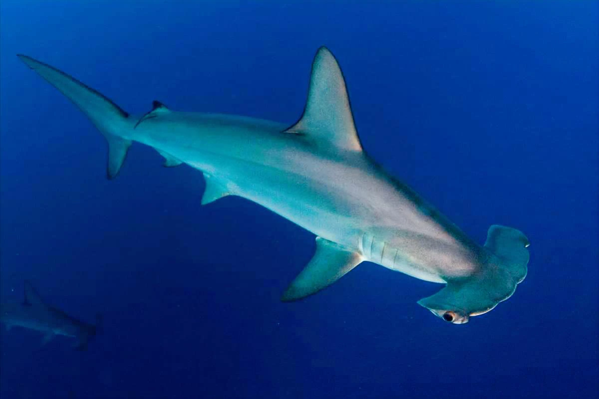 Egypt - Red Sea