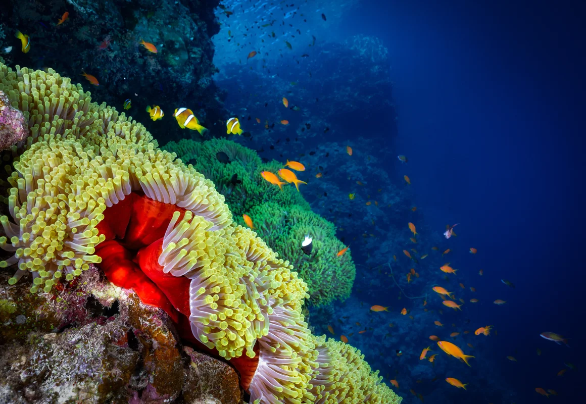 Egypt - Red Sea