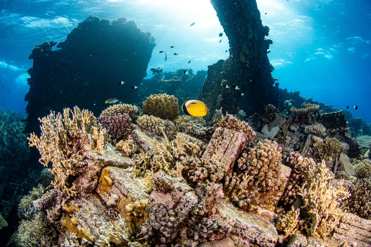 Egypt - Red Sea