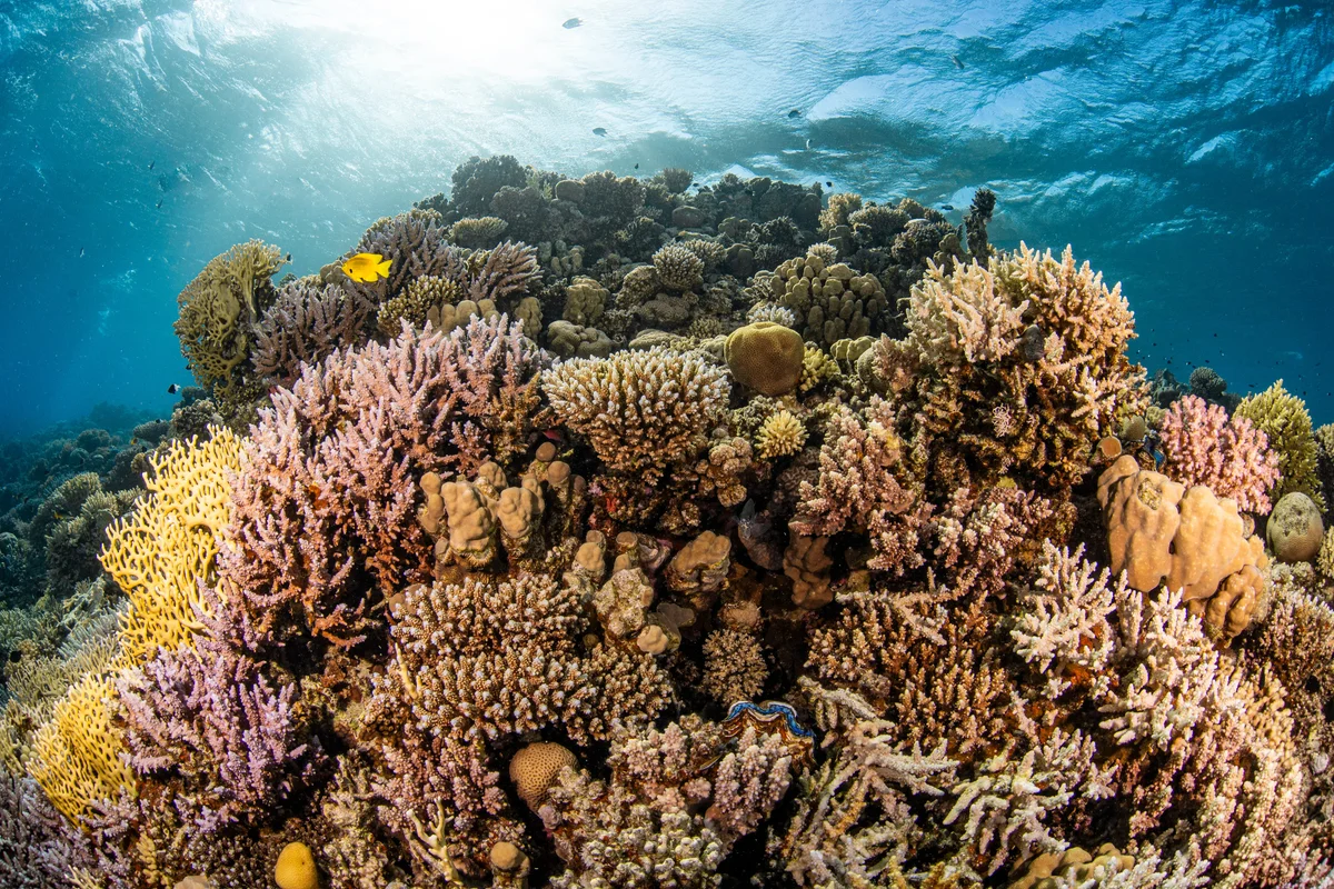 Egypt - Red Sea