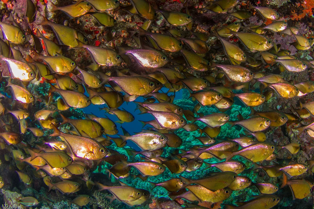 Egypt - Red Sea