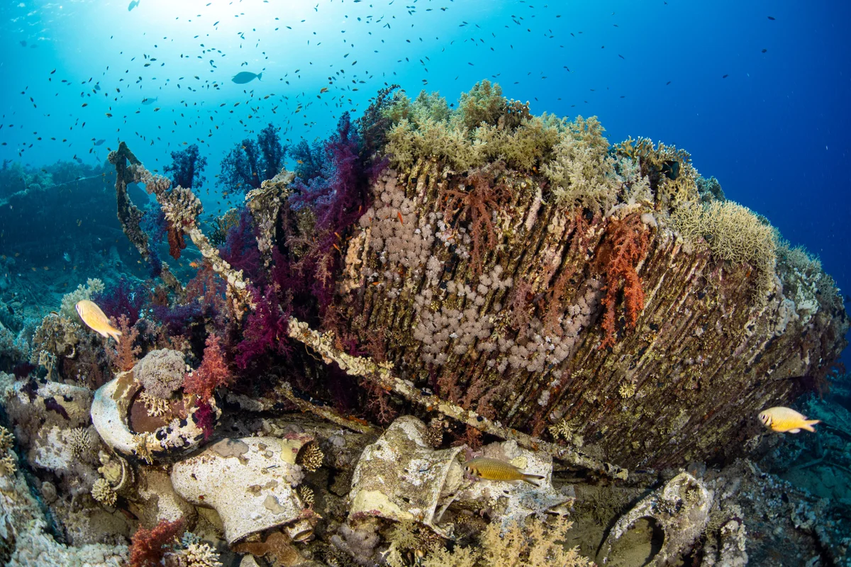 Egypt - Red Sea