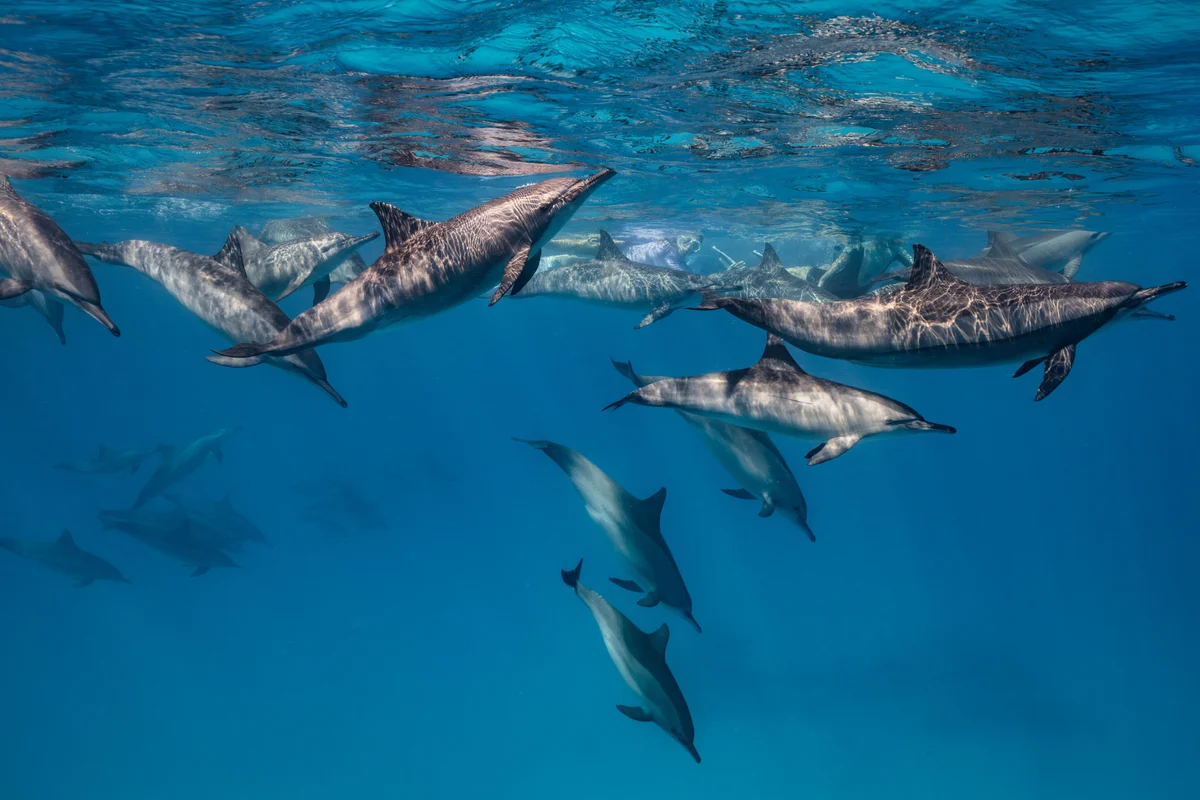 Egypt - Red Sea