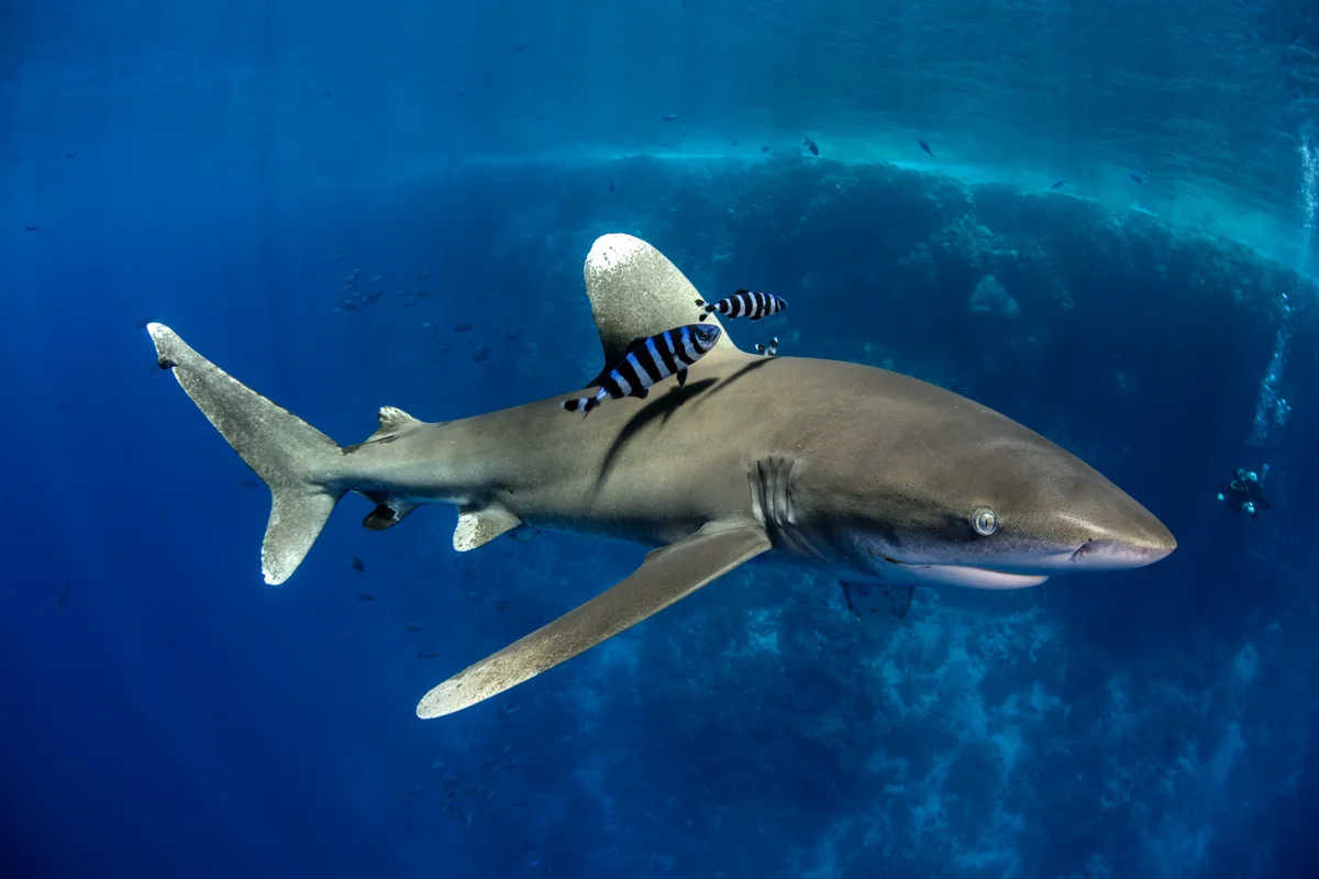 Egypt - Red Sea