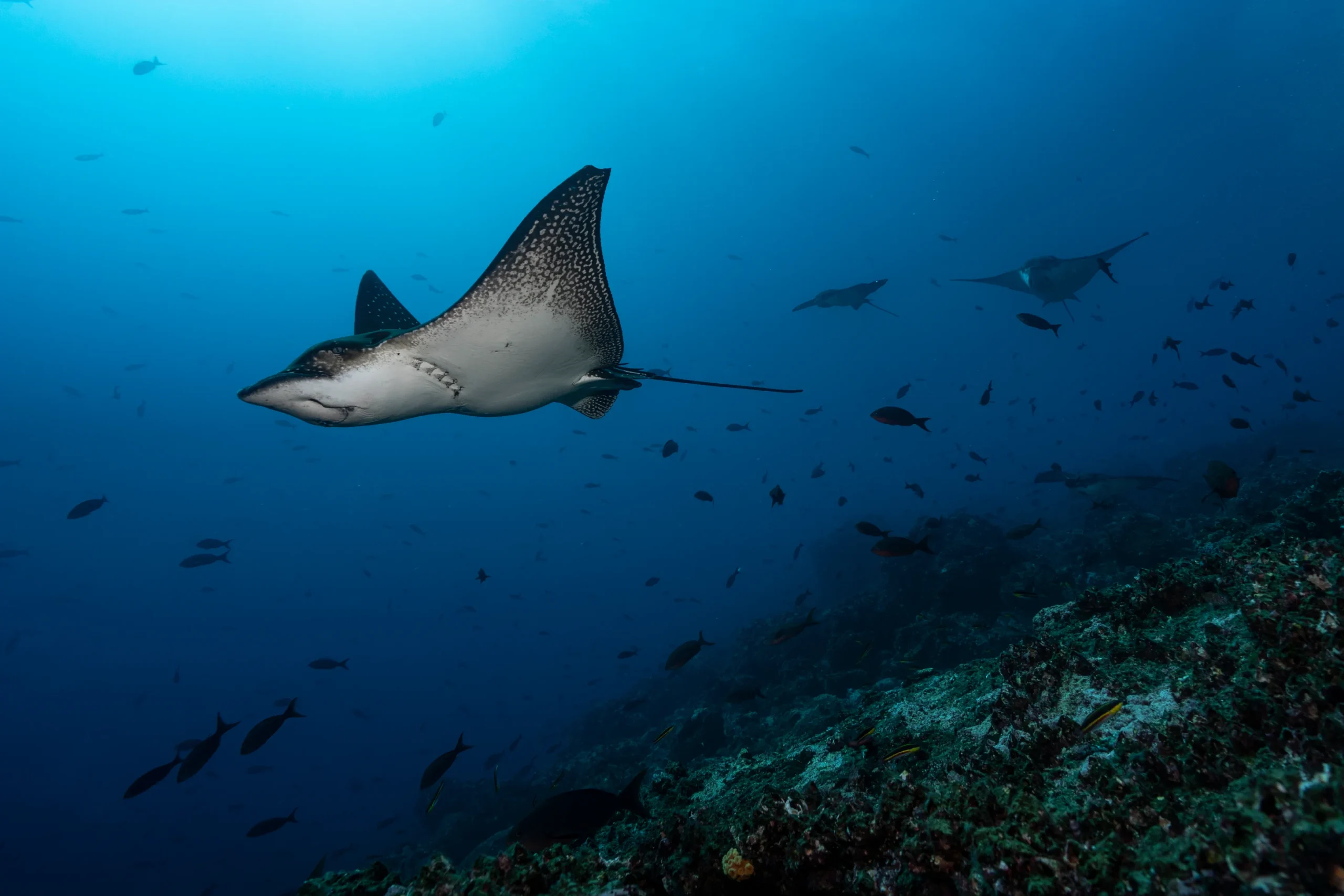 Galapagos Islands