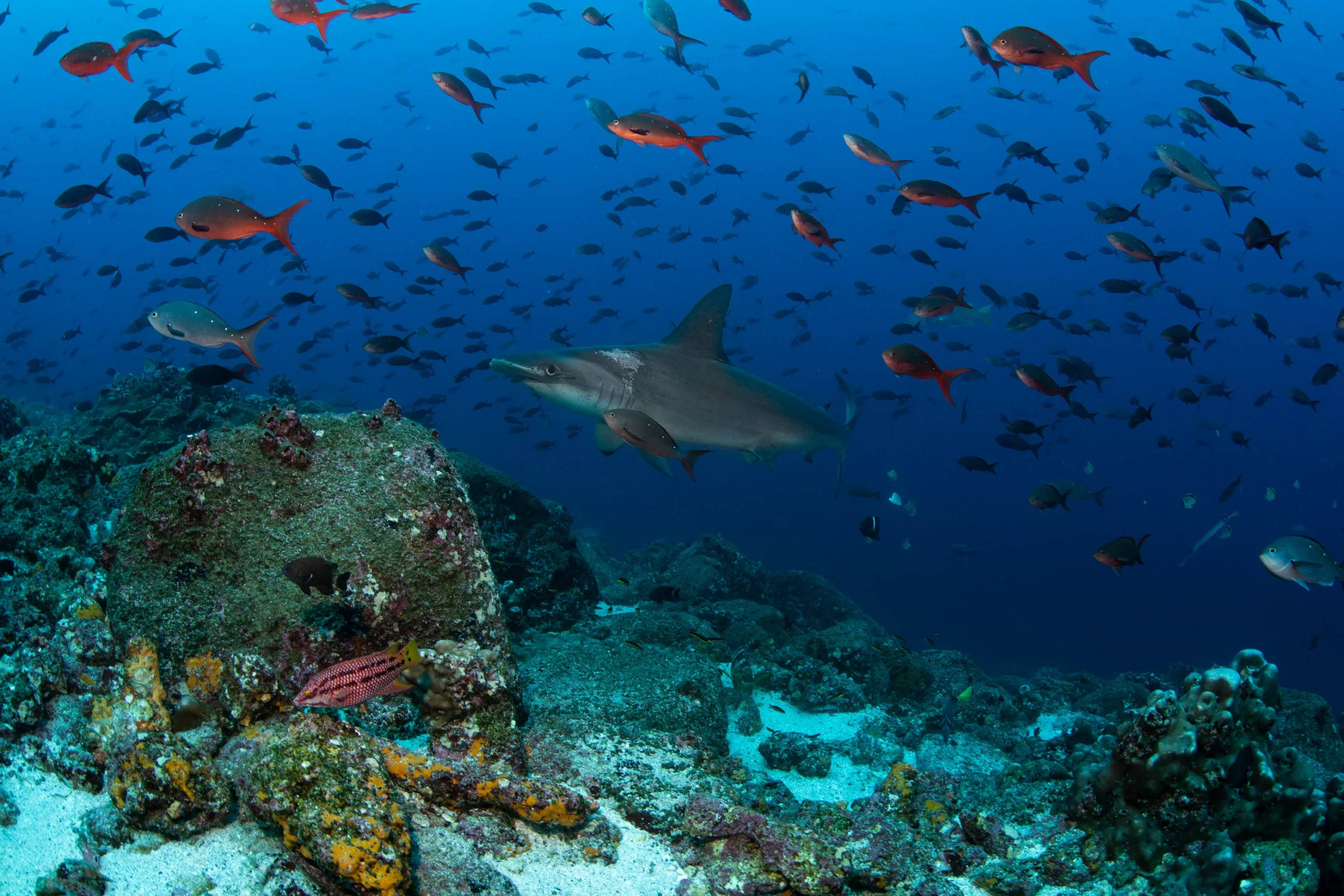 Galapagos Islands