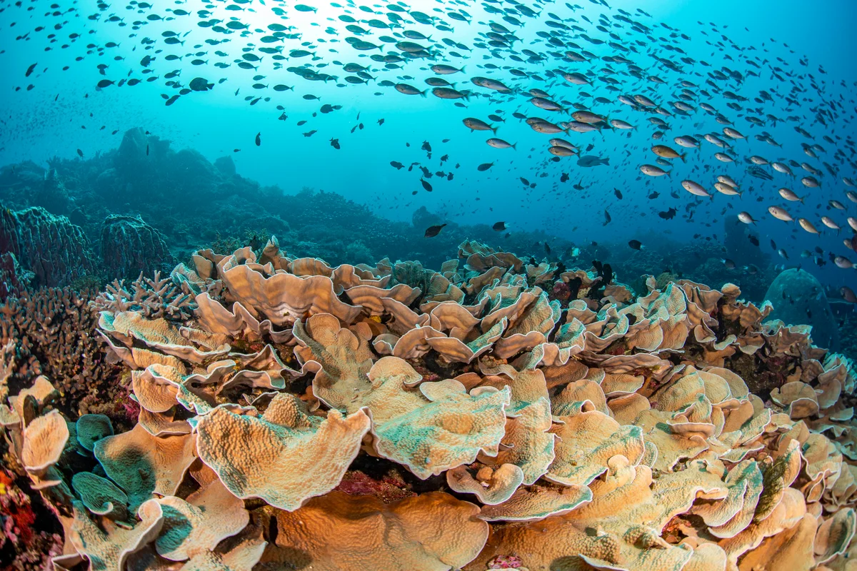 Indonesia