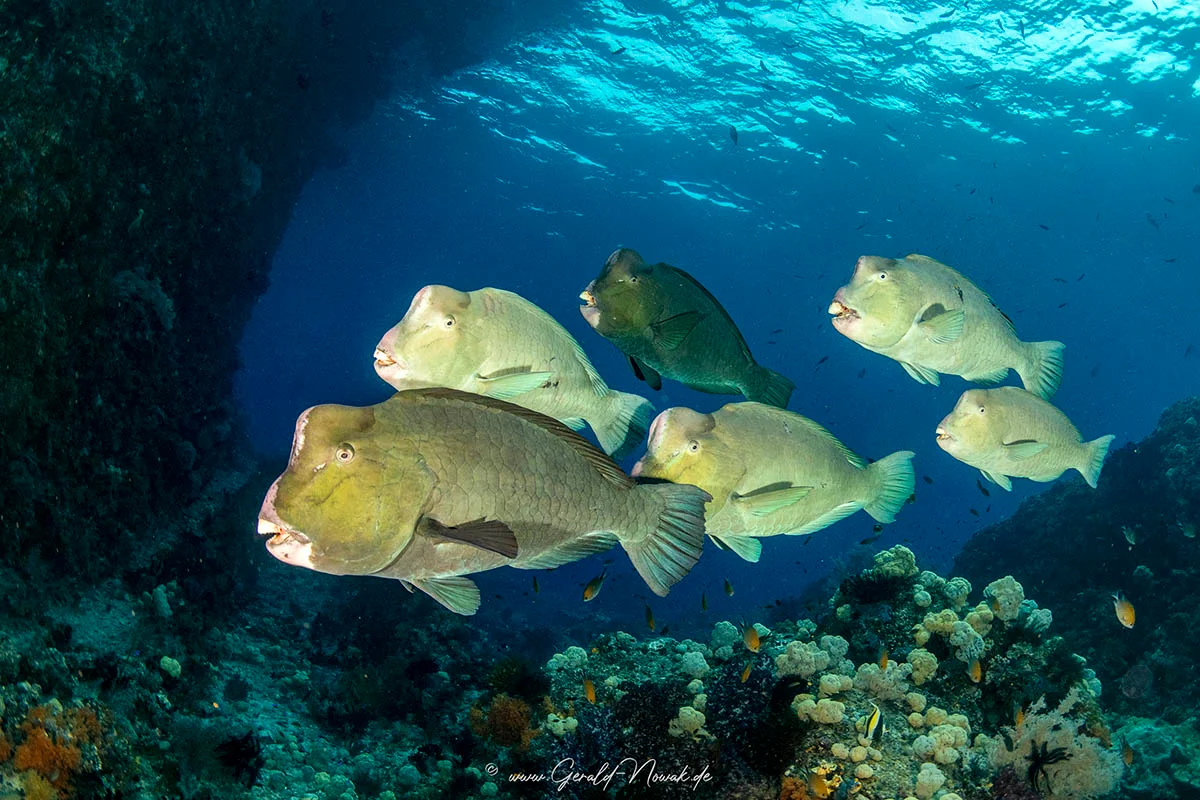 Indonesia