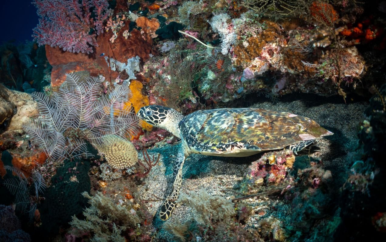 Indonesia