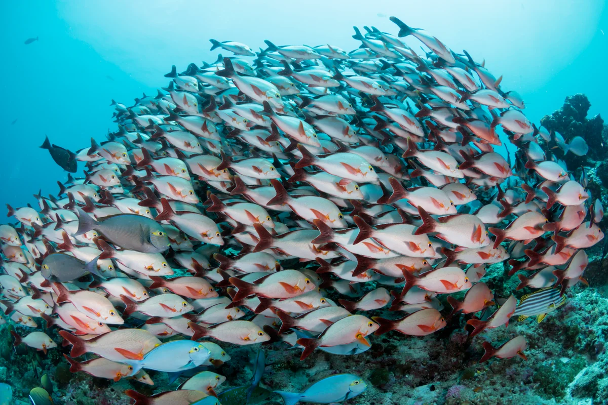 Maldives