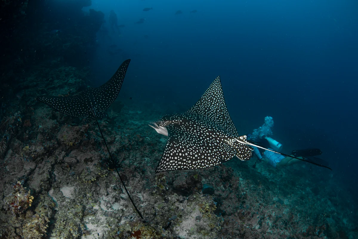 Maldives