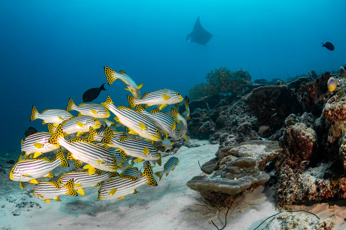 Maldives