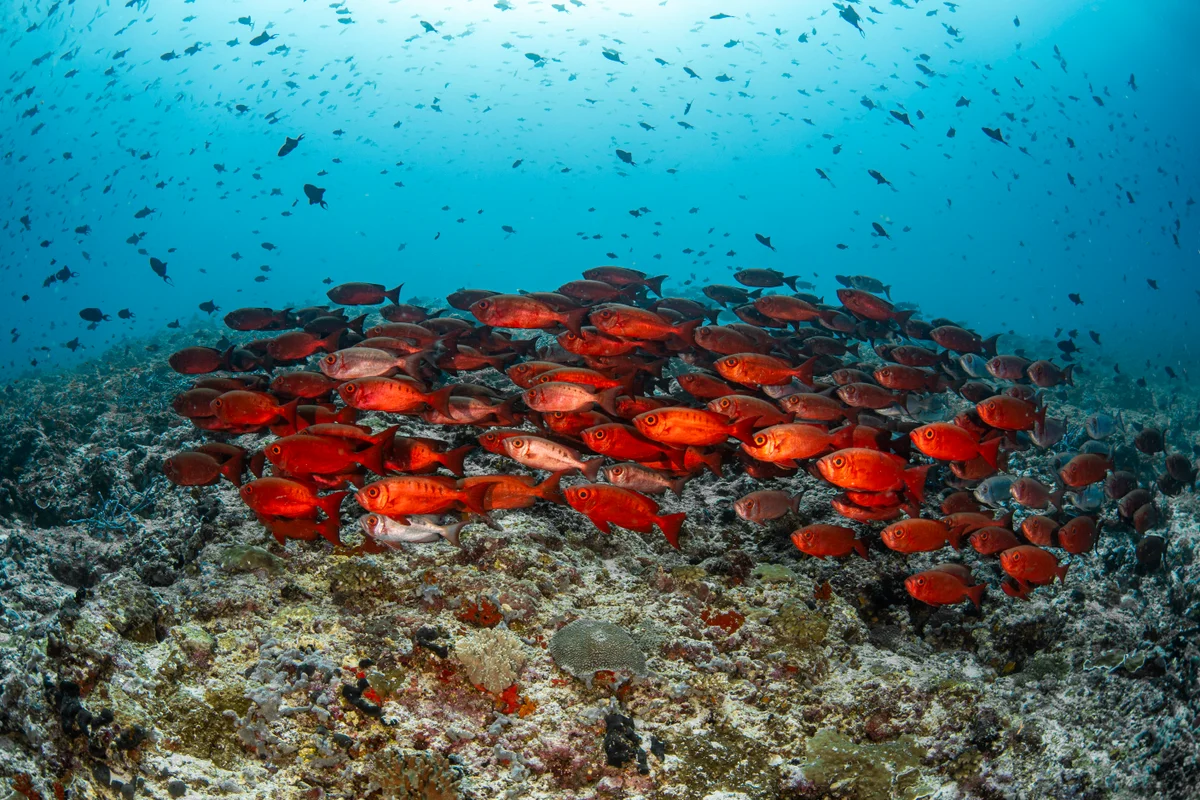 Maldives