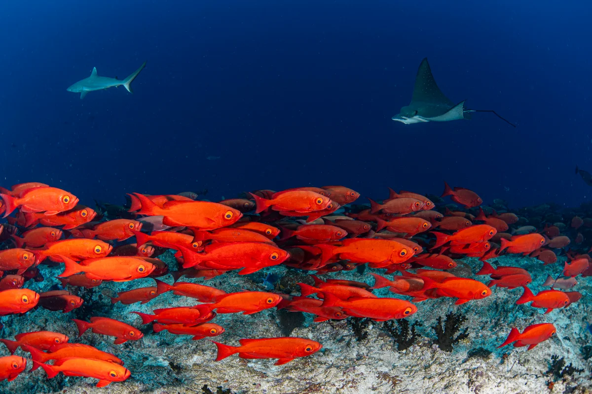 Maldives