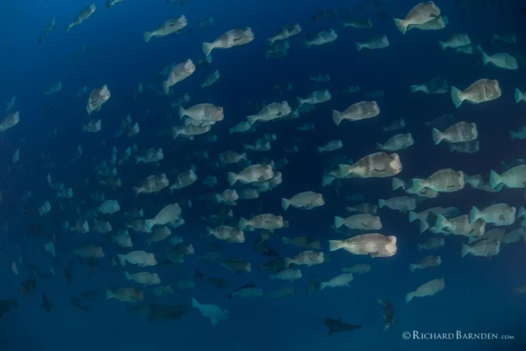 Palau