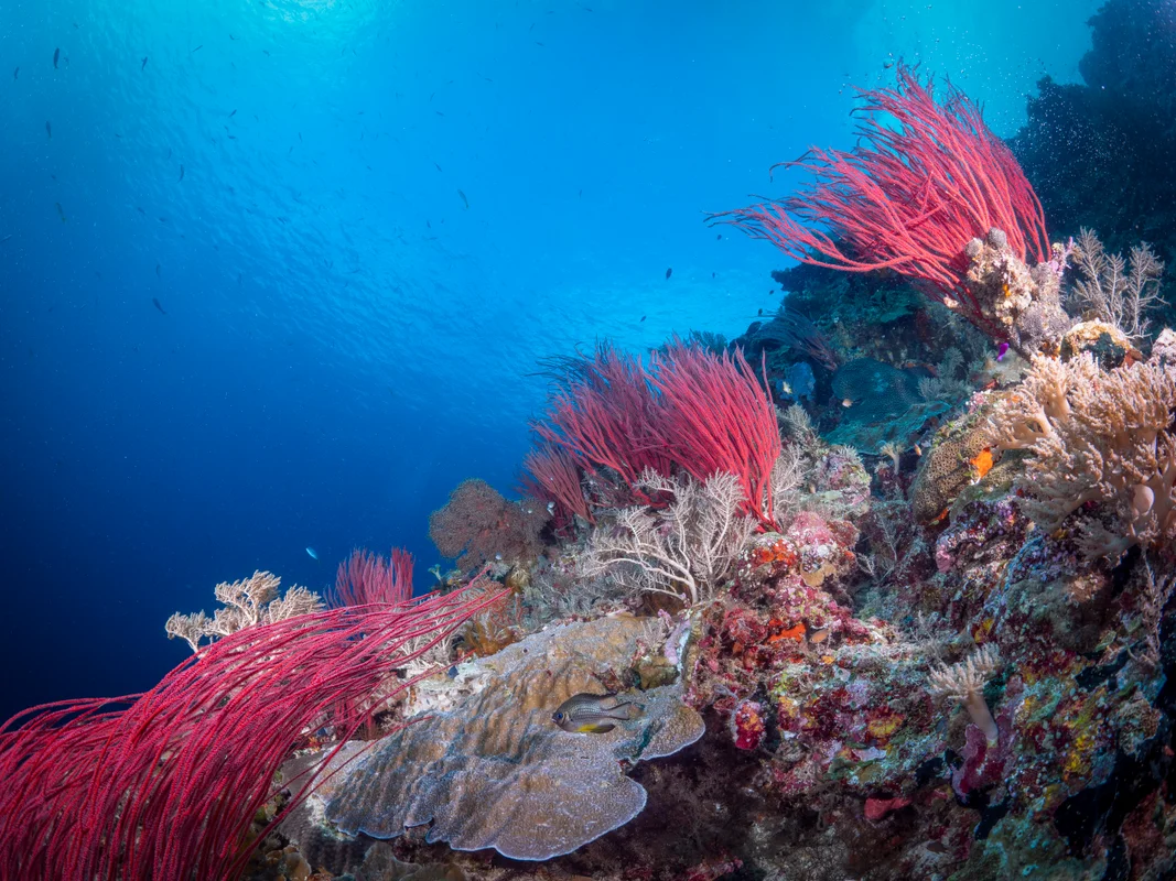 Palau