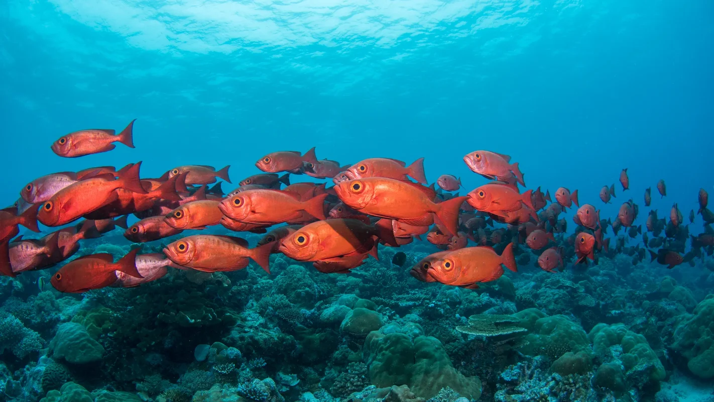 Palau