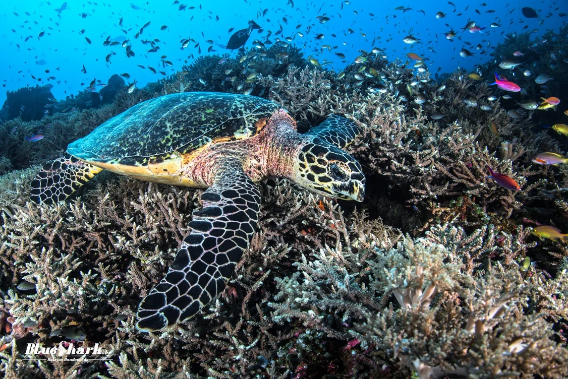Philippines