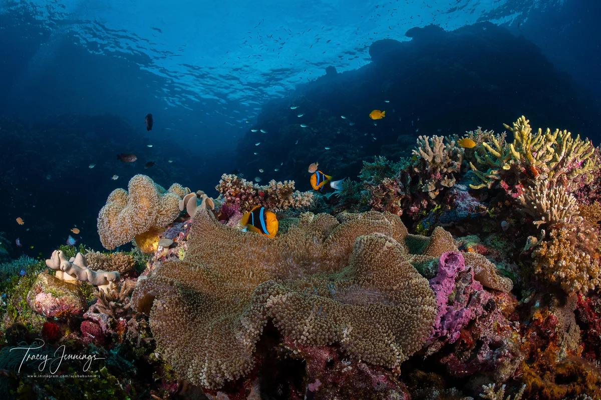 Solomon Islands