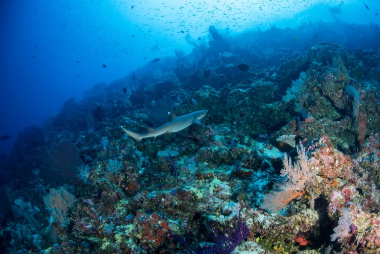 Solomon Islands