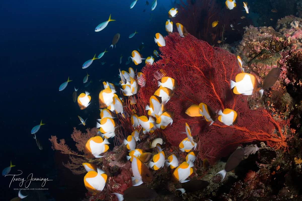 Solomon Islands