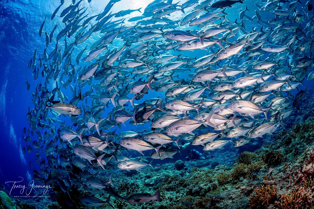 Solomon Islands